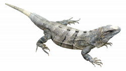 Iguana PNG Image - PurePNG | Free transparent CC0 PNG Image Library