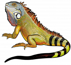 Download Iguana PNG File - Free Transparent PNG Images, Icons and ...