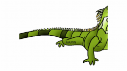 Green Iguana Clipart Rainforest Creature - Green Iguana Clip ...