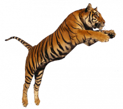 Image - Tiger-jumping-transparent-png-image.png | VS Battles Wiki ...