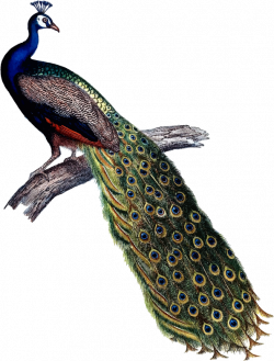 Clipart - Indian peacock