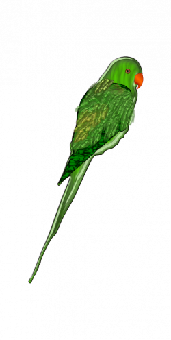Parrot Clipart | i2Clipart - Royalty Free Public Domain Clipart