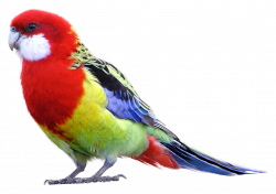 Parrot PNG images and Clipart free download