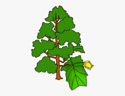 Indiana State Tree - Indiana State Tree Drawing #307676 ...