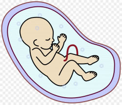 Embryo PNG Fetus Clipart download - 958 * 827 - Free ...