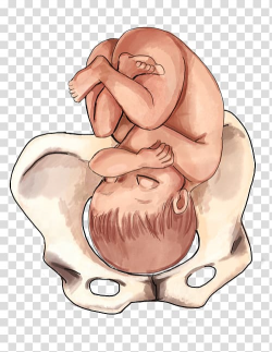Fetal position Childbirth Infant Presentation, baby tummy ...
