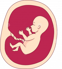 Fetus Uterus Pregnancy Clip art - Baby buckle creative HD Free 1172 ...