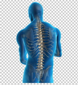 Low Back Pain Neck Pain Back Injury Human Back PNG, Clipart ...