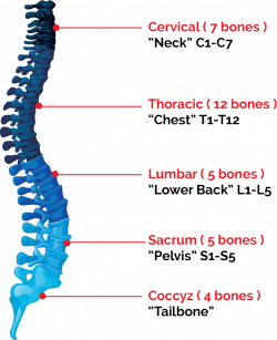 Spinal Cord Injury Lawyers in Florence, S.C. | Jebaily Law Firm