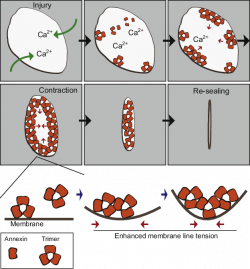 Model for Annexin mediated wound healing by enhanced line tension ...
