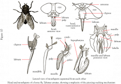 Types of mouth parts | **All About Insect** | Pinterest | Insects