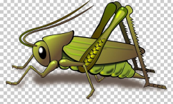 Cricket Grasshopper Insect PNG, Clipart, Animation ...