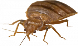 Bed bug PNG images free download