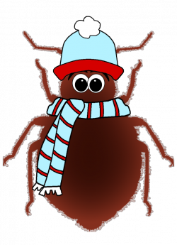 Does Freezing Kill Bed Bugs? Find out now what recent studies reveal.