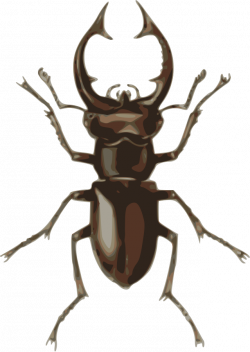 Beetle clipart - Clipart Collection | Ladybeetle clipart, beetle ...
