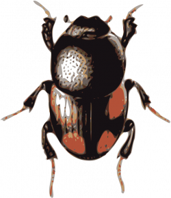 Clipart - beetle (caccobius)