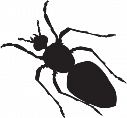 Beetle Silhouette at GetDrawings.com | Free for personal use Beetle ...