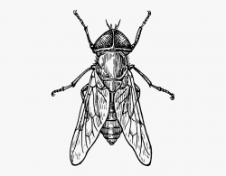 Drawn Mosquito Black And White - Drawings Of Bugs And ...