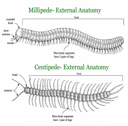 What Is The Difference Between a Millipede and Centipede | Terminix