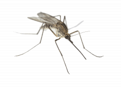 Mosquito Clipart transparent background - Free Clipart on ...