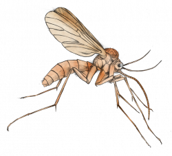 Mosquito Clipart | Free download best Mosquito Clipart on ClipArtMag.com