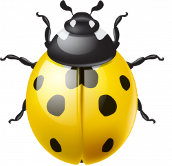 shutterstock_181563017 [преобразованный].png | Ladybug, Lady bugs ...