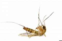 Mosquito PNG images free download