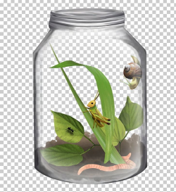 Jar Insect Bottle PNG, Clipart, Animal In Jar, Bottle, Color ...
