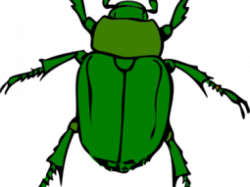 19 Insect clipart HUGE FREEBIE! Download for PowerPoint ...
