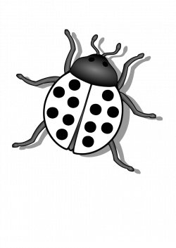 Bugs PNG Black And White Transparent Bugs Black And White.PNG Images ...