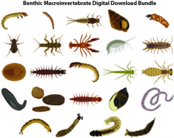 Macroinvertebrate Insect Digital Download Bundle (PDF, EPS, and AI) - 24  Total