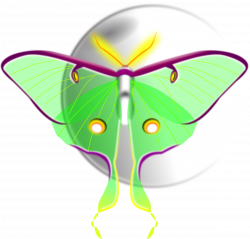 Clipart - Luna Moth