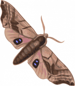 top-view-cartoon-free-insect-animal-moth-moths.png (562×640 ...