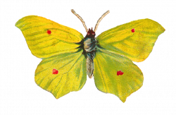 Antique Images: Yellow Moth with Red Dot Digital Insect Clip Art