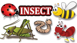 Insects Pictures for Kids-Insect Name-kids vocabulary