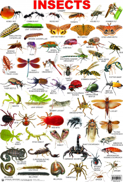 Blendspace | Insects - Clip Art Library