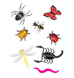 Free Rainforest Clipart rainforest insect, Download Free ...