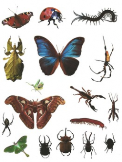 Bugs Galore! Realistic Commercial Photo Clip Art