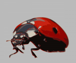 Clipart - Ladybird-beetle