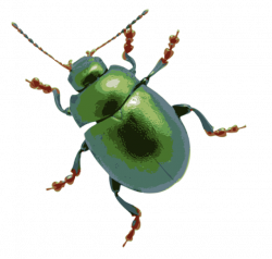Beetle Stock photography Clip art - Mean Bug Cliparts 640*610 ...