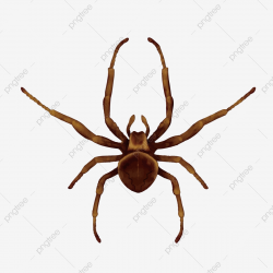 Scary Spider, Spider Clipart, Spider, Insect PNG Transparent ...