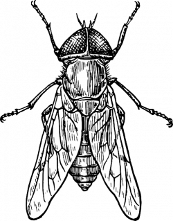 Gambar gratis di Pixabay - Terbang, Kumbang, Serangga, Sayap ...