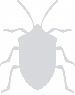Clipart - Stink Bug