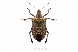 Illustration of a Stink Bug for my edible bug poster series. Posters ...