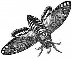 Vintage Clip Art - Interesting Moth Image - The Graphics Fairy