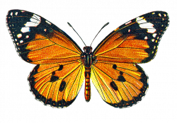 CatnipStudioCollage-: Free Vintage Clip Art - Autumn Butterfly ...