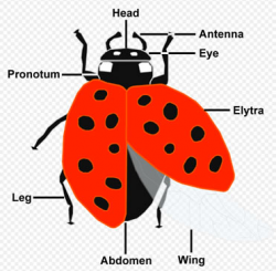 Ladybug Anatomy - Article and Diagram