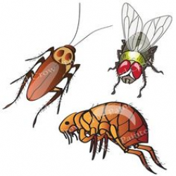 Insect Clip Art - Bug Clipart -24 Piece Set - Color and Blackline ...