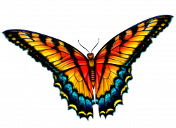 Butterfly 2.png | Butterfly, Free printables and Clip art