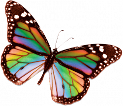 Rainbow Butterfly | Rainbow_Butterfly | The Butterfly Garden ...